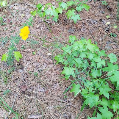 Coreopsis lanceolata, photographed by Leila Dasher