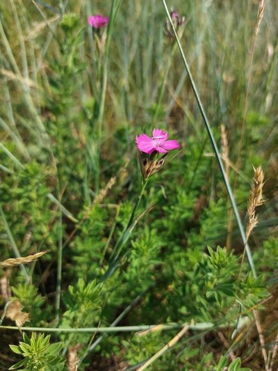 Dianthus membranaceus, photographed by Mykola Borysenko