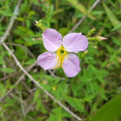 Rhexia mariana, photographed by Leila Dasher