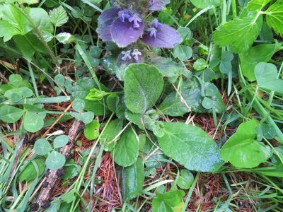 Ajuga pyramidalis