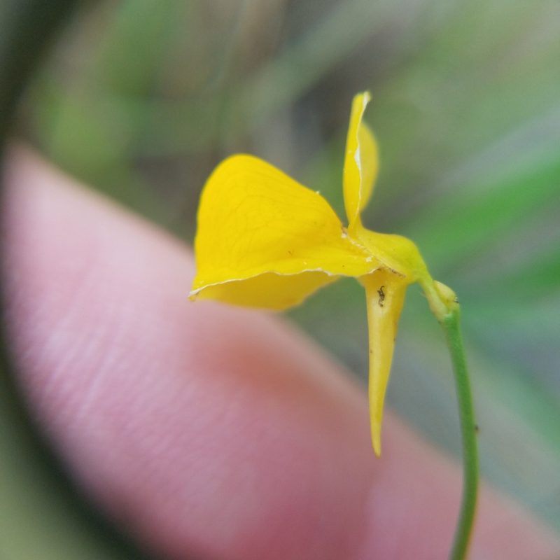 Utricularia cornuta, photographed by Leila Dasher
