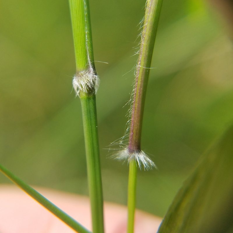 Dichanthelium microcarpon, photographed by Leila Dasher