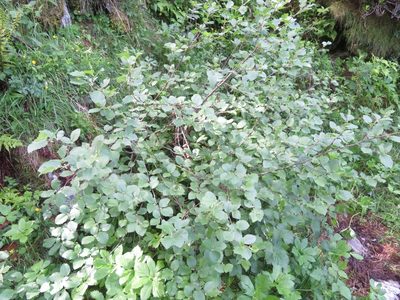 Alnus alnobetula