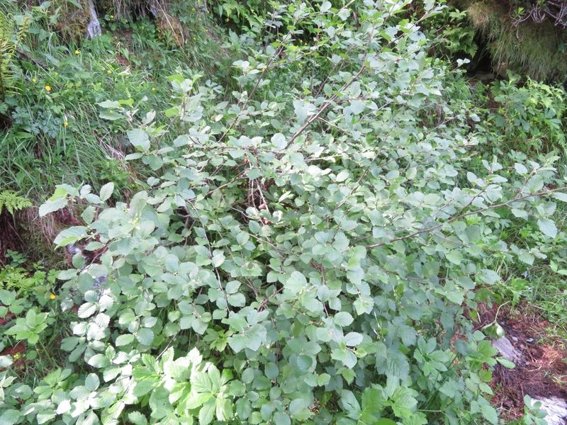 Alnus alnobetula, photographed by Marco Mussita