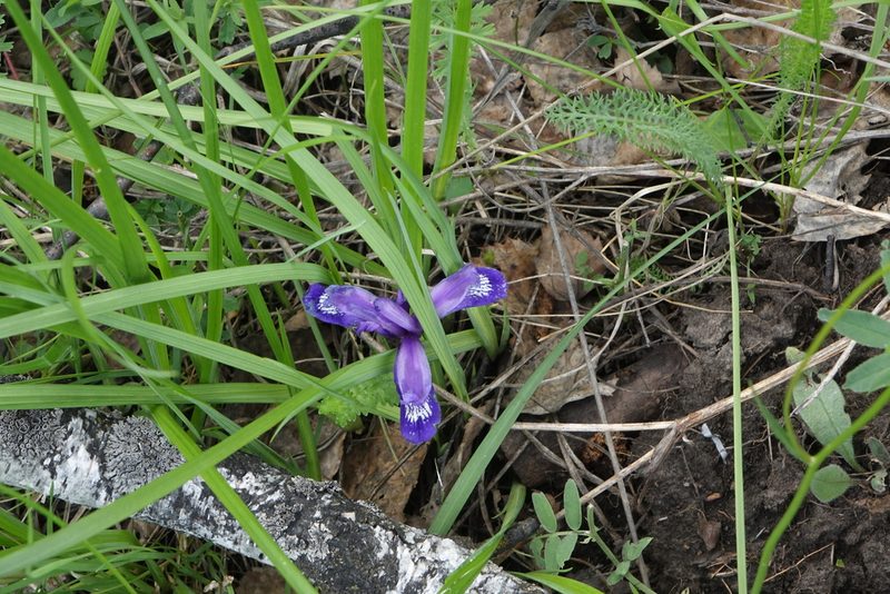 Iris ruthenica, photographed by Oleg Kosterin
