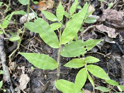 Oplismenus undulatifolius, photographed by Emily Summerbell