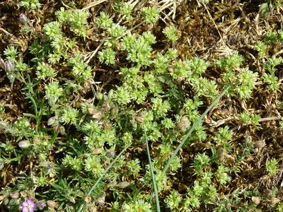 Scleranthus annuus, photographed by Grzegorz Grzejszczak