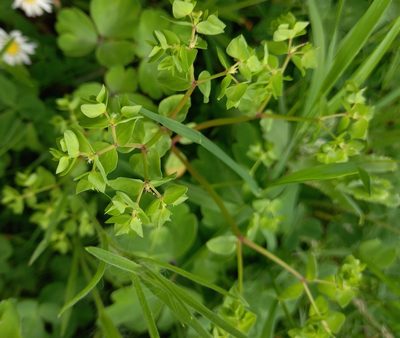 Euphorbia peplus