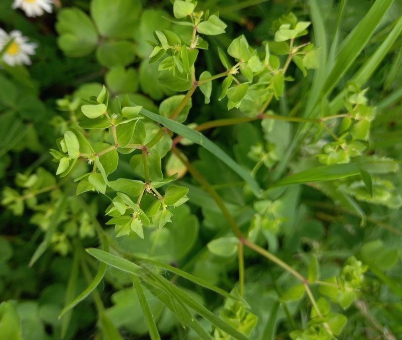 Euphorbia peplus, photographed by Clare Edwards
