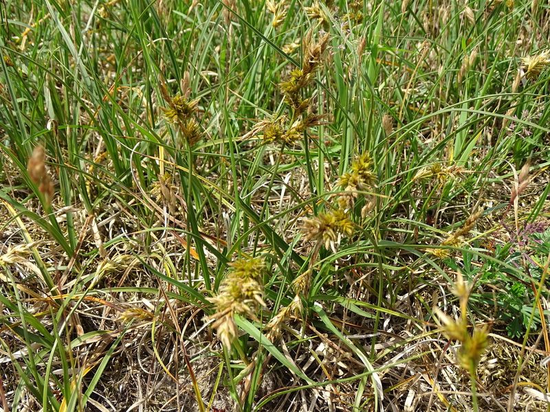 Carex arenaria, photographed by Grzegorz Grzejszczak