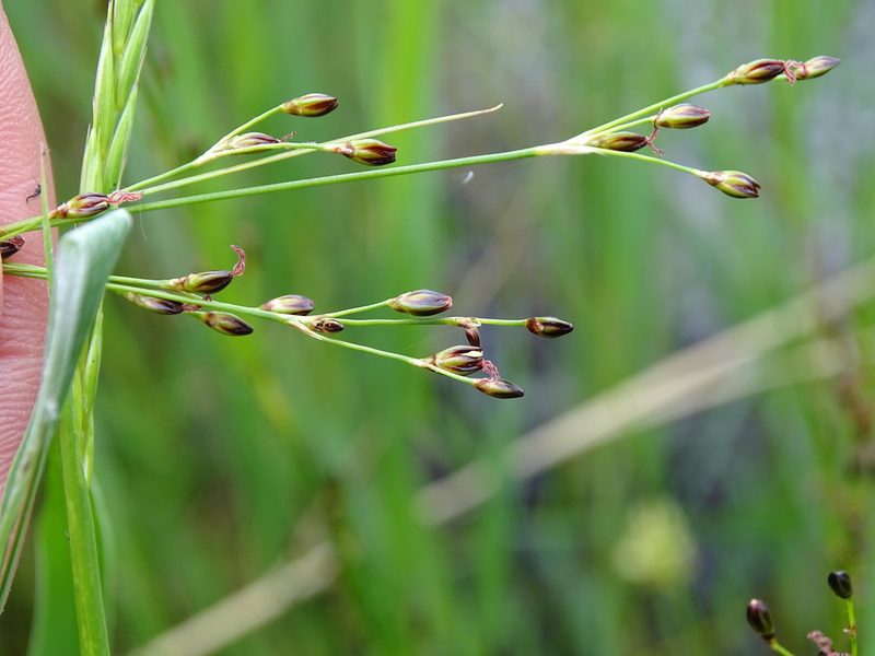 Juncus gerardi, photographed by Grzegorz Grzejszczak