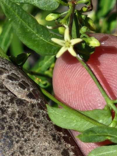 Metastelma palmeri, photographed by Jo Roberts