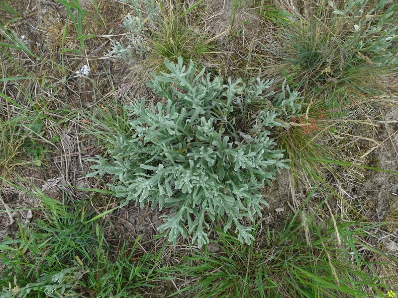 Helichrysum arenarium, photographed by Grzegorz Grzejszczak