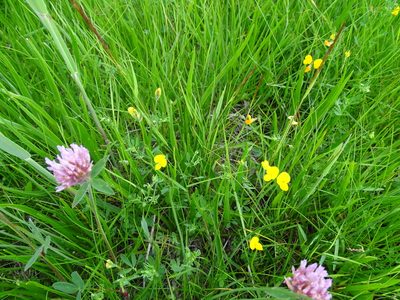 Lotus tenuis