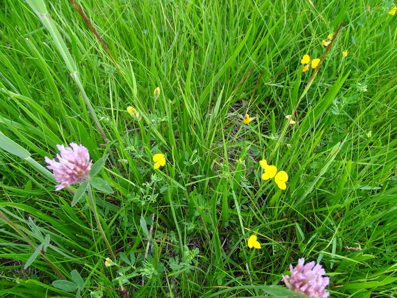 Lotus tenuis, photographed by Grzegorz Grzejszczak