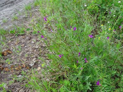 Vicia sativa, photographed by Grzegorz Grzejszczak