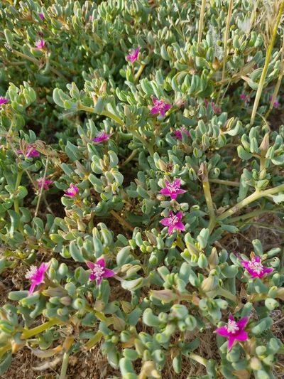 Sesuvium sesuvioides, photographed by Marc Fradera-Soler