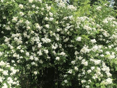 Rosa multiflora, photographed by kevinhemeon