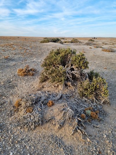 Arthraerua leubnitziae, photographed by Marc Fradera-Soler