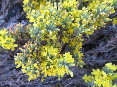 Hudsonia tomentosa, photographed by Aimee Lusty