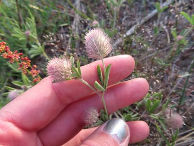 Trifolium arvense