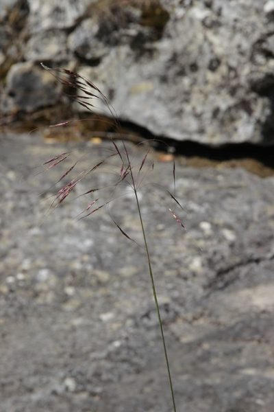 Chrysopogon gryllus, photographed by Olivier Argagnon