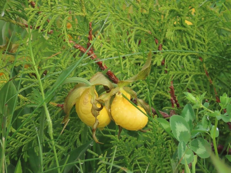 Cypripedium parviflorum, photographed by Carter Dorscht