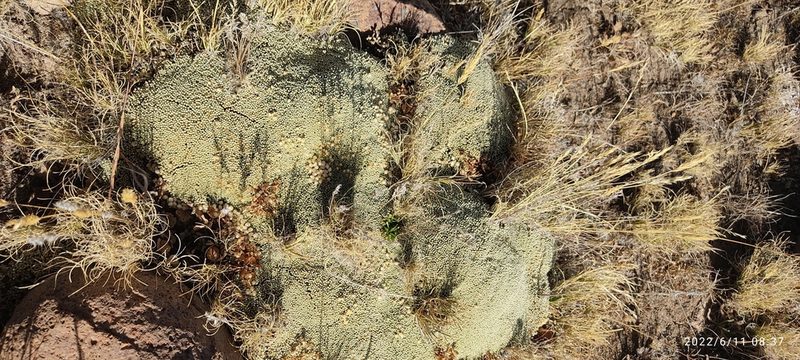 Pycnophyllum molle, photographed by Floro Ortiz Contreras