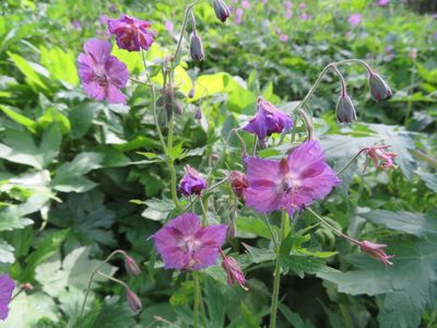 Geranium phaeum, photographed by Marco Mussita