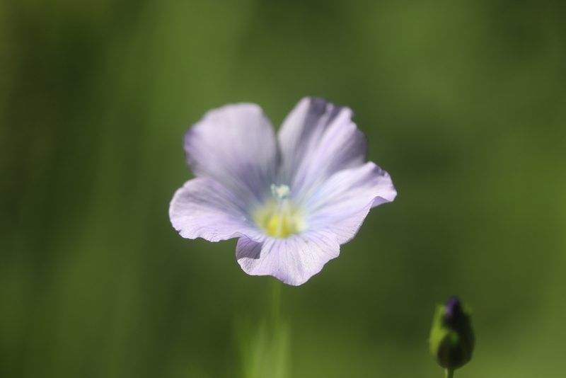 Linum usitatissimum, photographed by Michel Langeveld