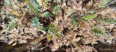 Alchemilla pinnata