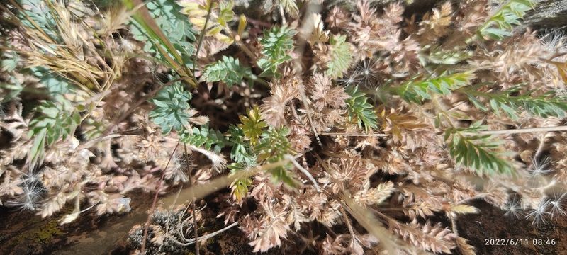 Alchemilla pinnata, photographed by Floro Ortiz Contreras