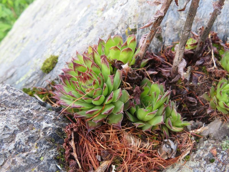 Sempervivum tectorum, photographed by Marco Mussita