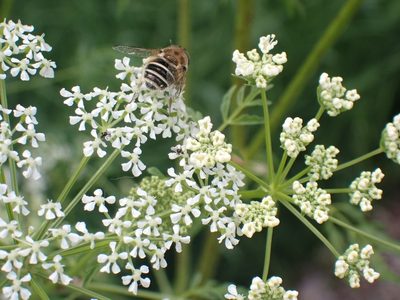 Conium maculatum, photographed by giantcicada