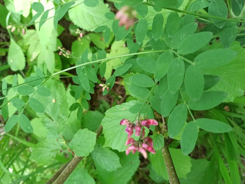 Lathyrus niger, photographed by Елена Смирнова