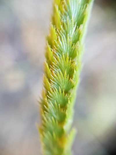 Cynosurus polybracteatus, photographed by Mehdi Chetibi