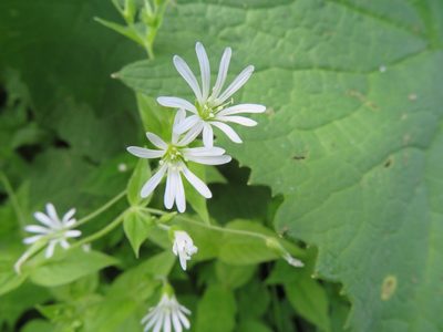 Stellaria nemorum, photographed by Marco Mussita