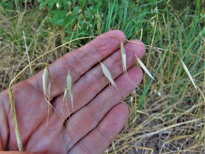 Avena fatua