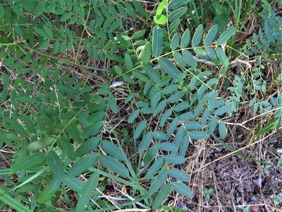 Gleditsia triacanthos, photographed by Annika Lindqvist