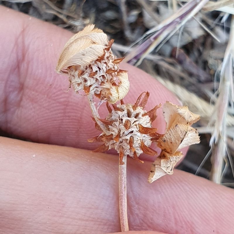 Trifolium glomeratum, photographed by Mehdi Chetibi