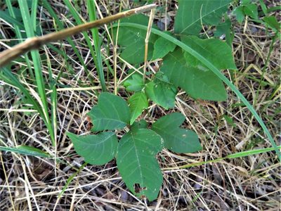 Toxicodendron radicans, photographed by Annika Lindqvist