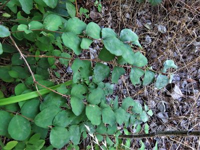 Symphoricarpos orbiculatus, photographed by Annika Lindqvist