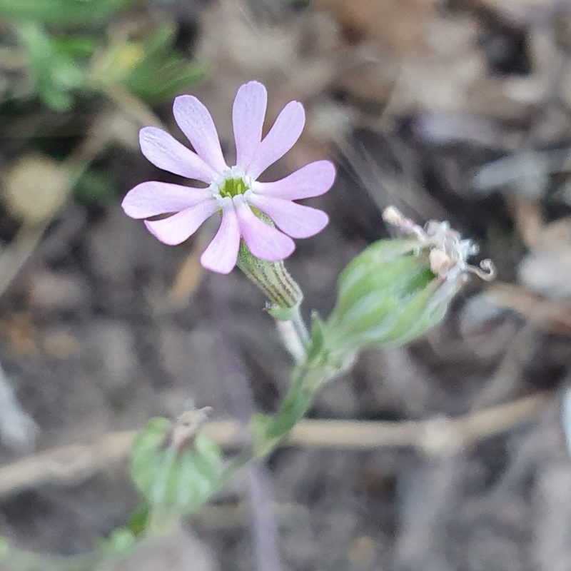 Silene colorata, photographed by Mehdi Chetibi