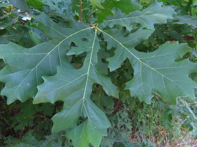 Quercus macrocarpa, photographed by Annika Lindqvist