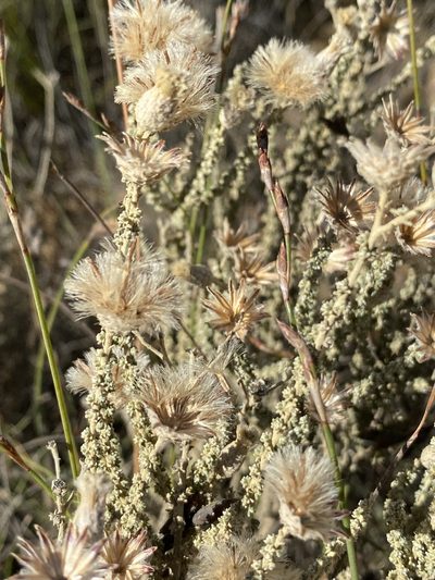 Lachnospermum fasciculatum, photographed by Dave U