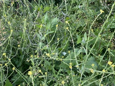 Sisymbrium officinale, photographed by David Lazarus