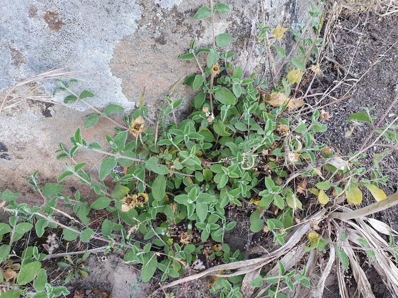 Cistus salviifolius, photographed by Mehdi Chetibi