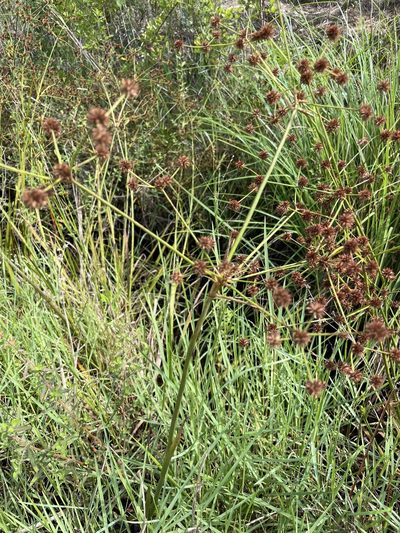 Juncus polycephalus, photographed by evangrimes