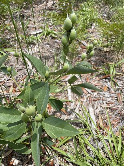 Baptisia lanceolata, photographed by evangrimes