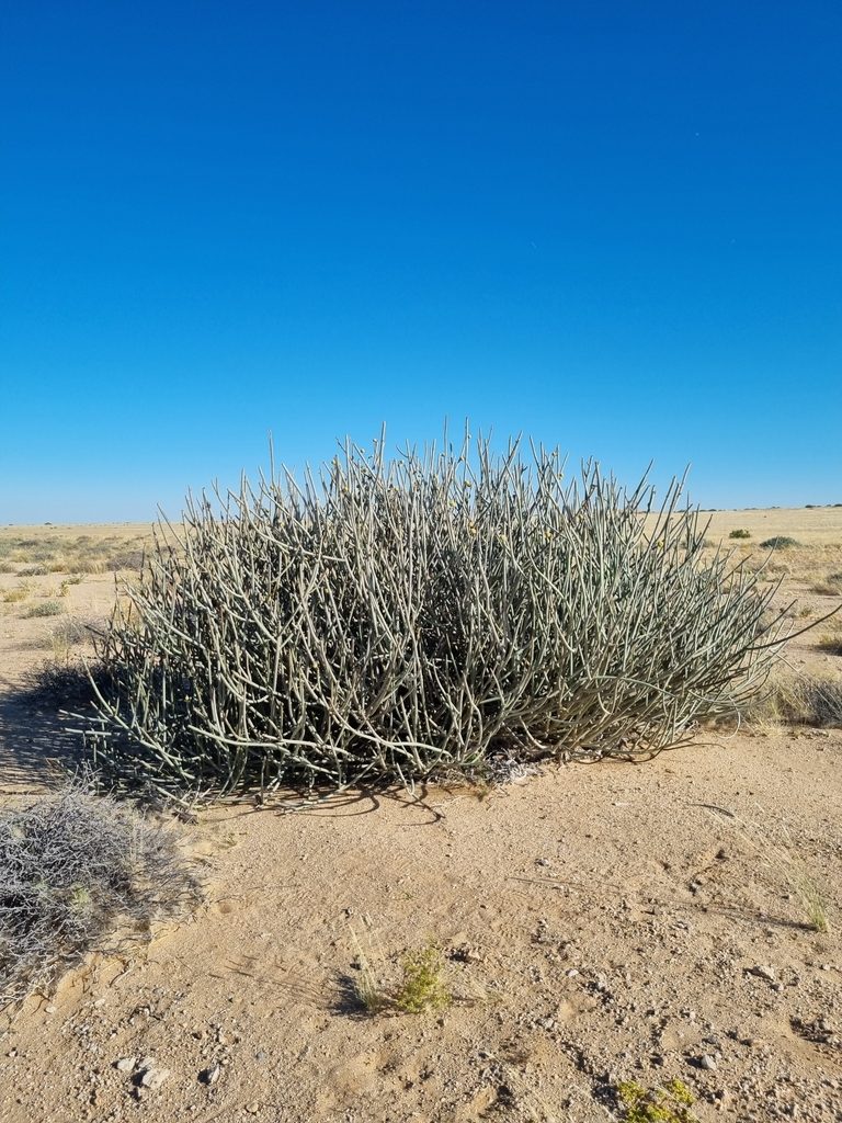 Euphorbia damarana, photographed by Marc Fradera-Soler